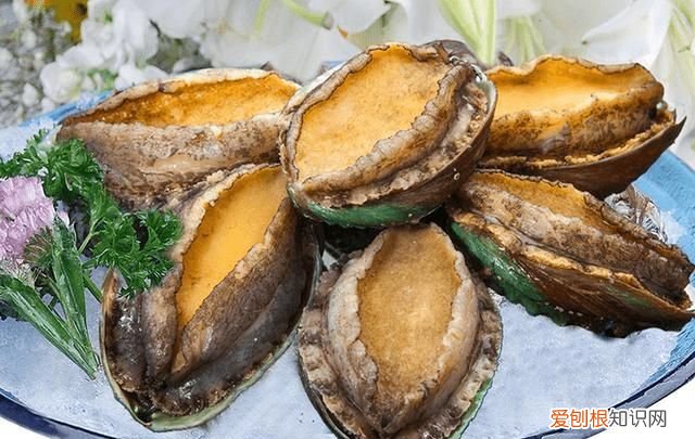 平常大家所提到的鲍鱼,它究竟是长啥样的呢