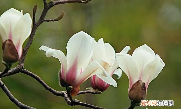 玉兰花什么颜色的，玉兰花是什么颜色