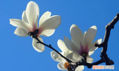 玉兰花什么颜色的，玉兰花是什么颜色