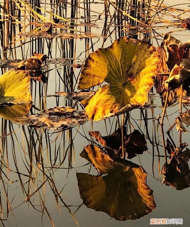 冬天枯荷残韵
