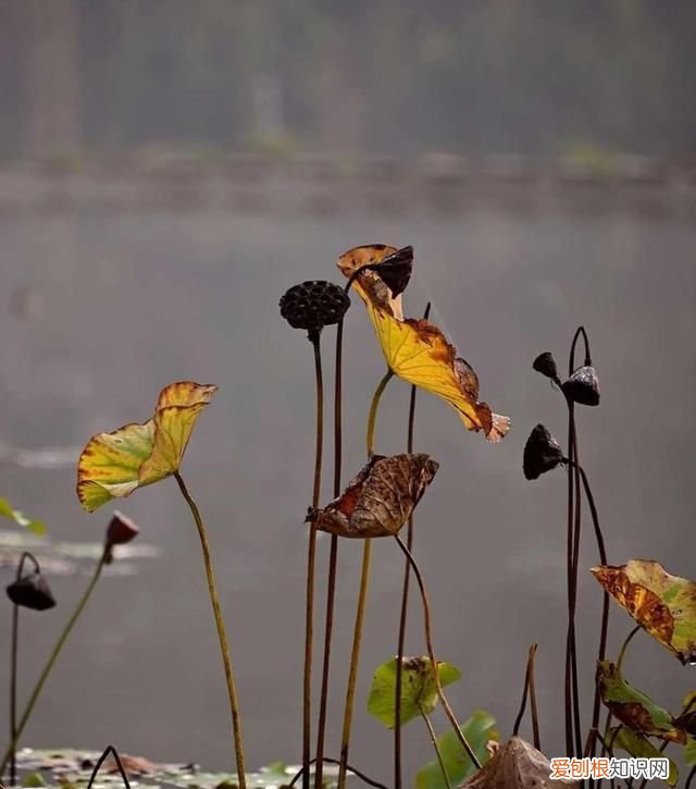 冬天枯荷残韵