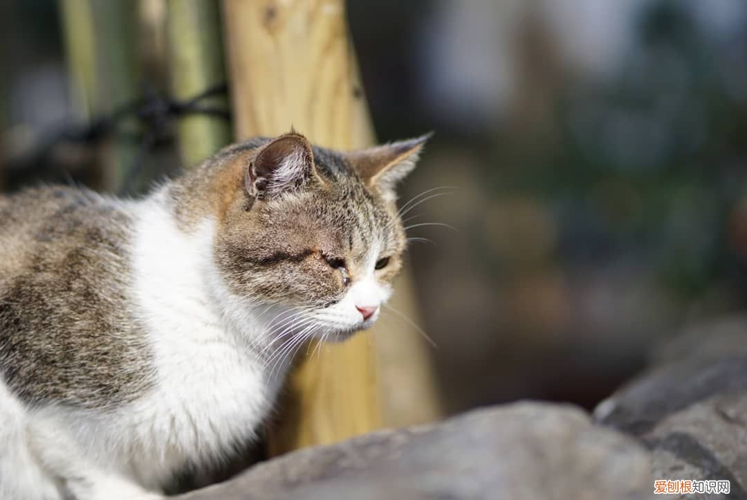 收养流浪猫的3个难题 收养流浪猫