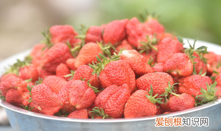 车厘子自由什么意思