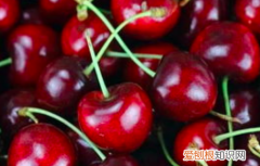 车厘子自由什么意思