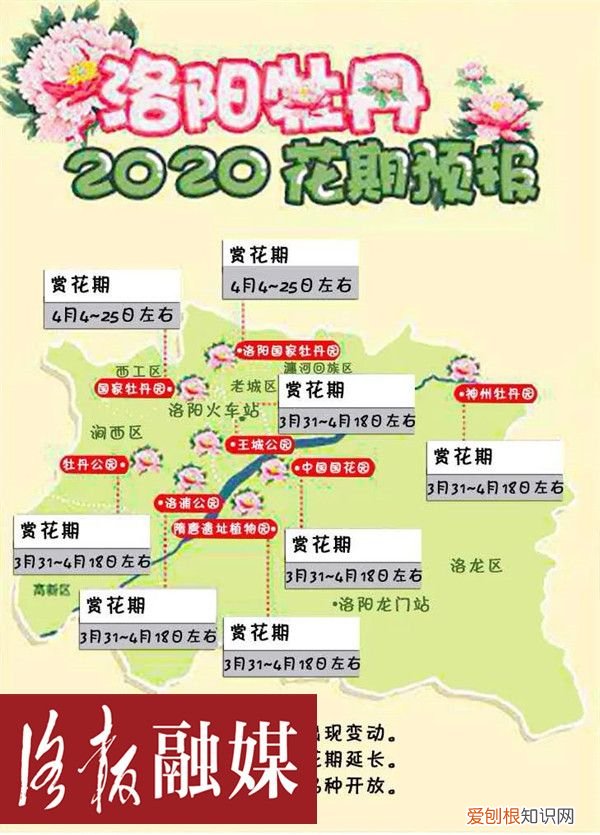 今年洛阳牡丹啥时候开? 洛阳牡丹什么时候开呢