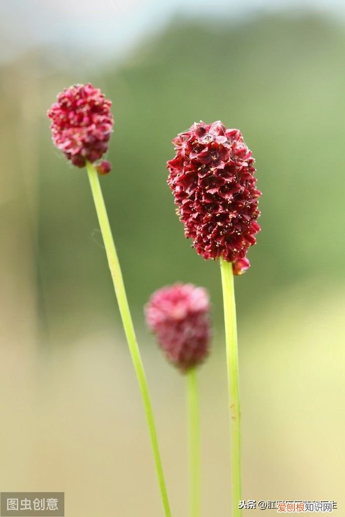 哪些中药可以治疗痔疮 中药 痔疮