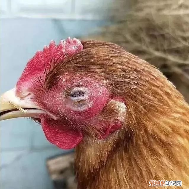 鸡的眼睛为什么会瞎？ 鸡的眼睛