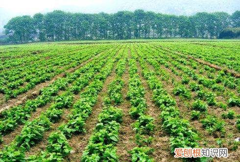 蚕虫怎么养，了解养蚕的知识