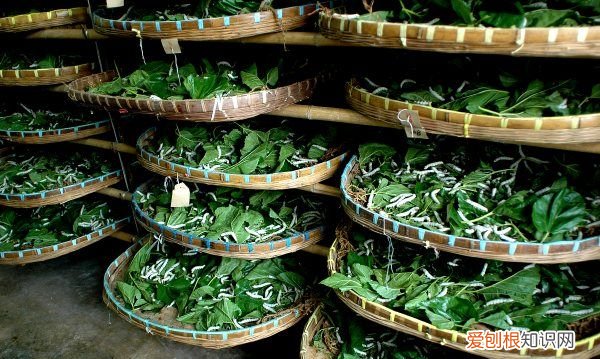 蚕虫怎么养，了解养蚕的知识