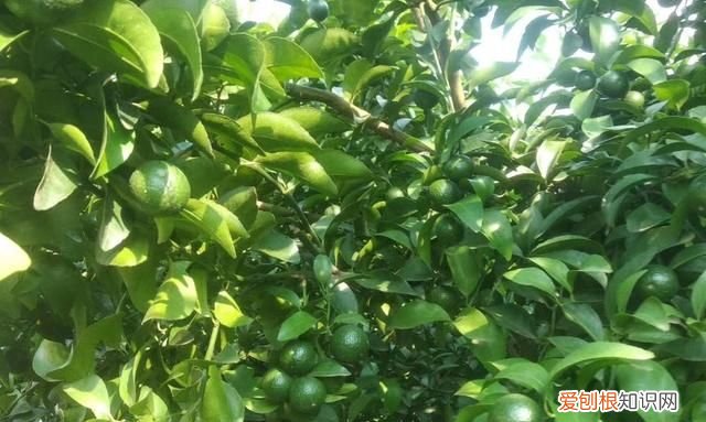 橘子怎么放熟,橘子熟了是什么意思