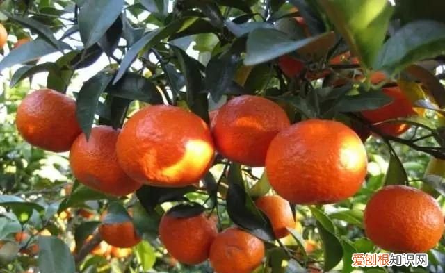 橘子怎么放熟,橘子熟了是什么意思