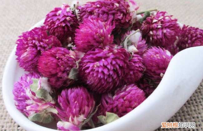 女性调养千日红茶绝对是口味绝佳花茶 千日红花茶