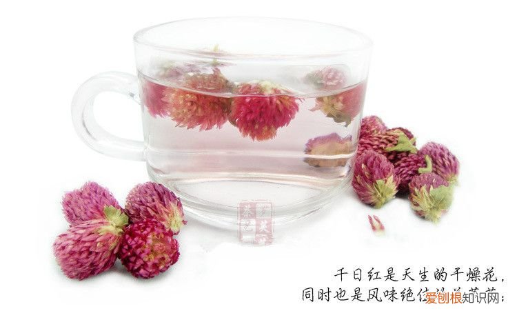 女性调养千日红茶绝对是口味绝佳花茶 千日红花茶