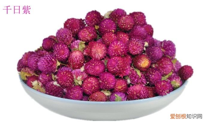 女性调养千日红茶绝对是口味绝佳花茶 千日红花茶