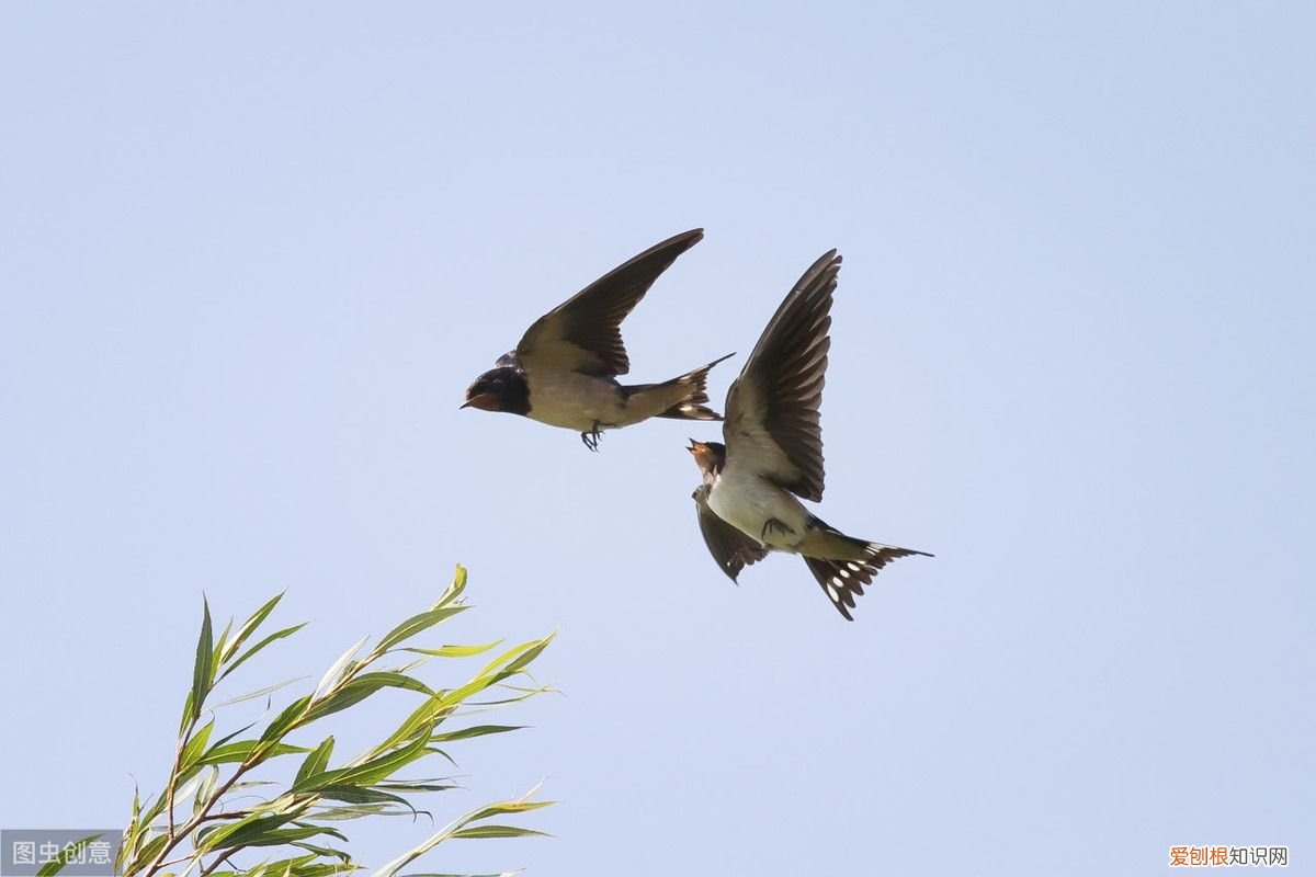 职场肾气凌人的锻炼法 飞燕式锻炼！