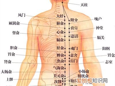 职场肾气凌人的锻炼法 飞燕式锻炼！