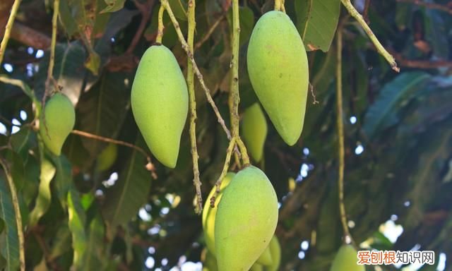 切芒果小技巧 不浪费