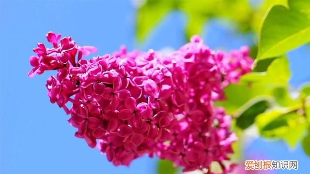 丁香有紫丁香和白丁香两种它的特点是什么