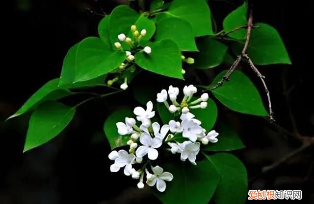 丁香有紫丁香和白丁香两种它的特点是什么