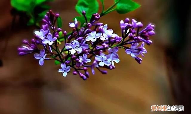 丁香有紫丁香和白丁香两种它的特点是什么