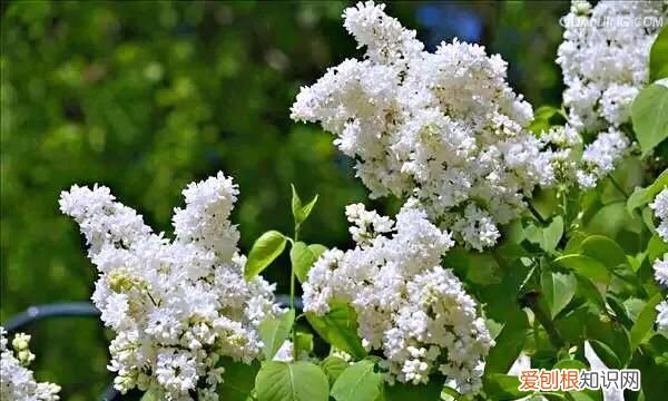 丁香有紫丁香和白丁香两种它的特点是什么