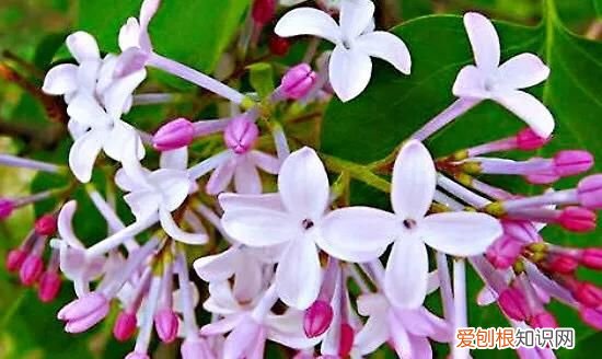 丁香有紫丁香和白丁香两种它的特点是什么