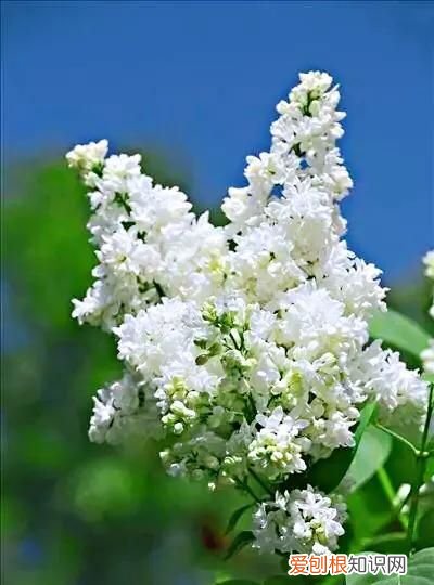 丁香有紫丁香和白丁香两种它的特点是什么