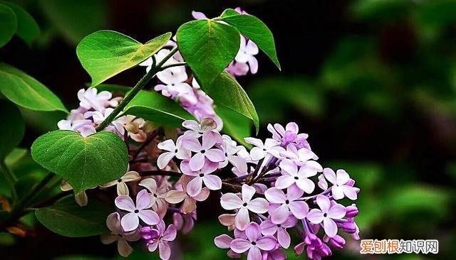 丁香有紫丁香和白丁香两种它的特点是什么