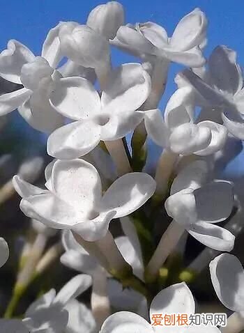 丁香有紫丁香和白丁香两种它的特点是什么