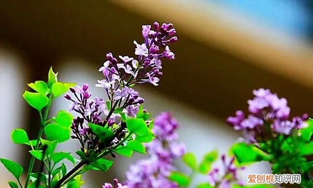丁香有紫丁香和白丁香两种它的特点是什么