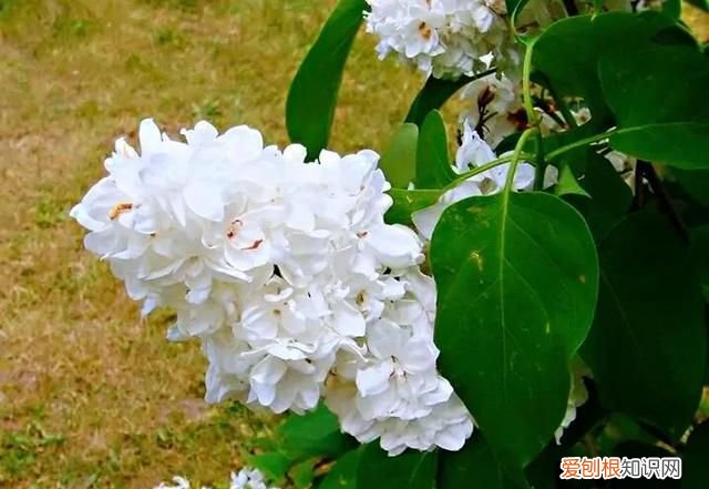 丁香有紫丁香和白丁香两种它的特点是什么