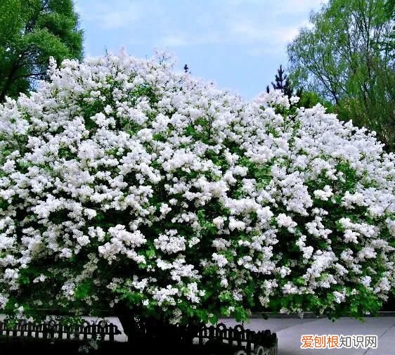 丁香有紫丁香和白丁香两种它的特点是什么