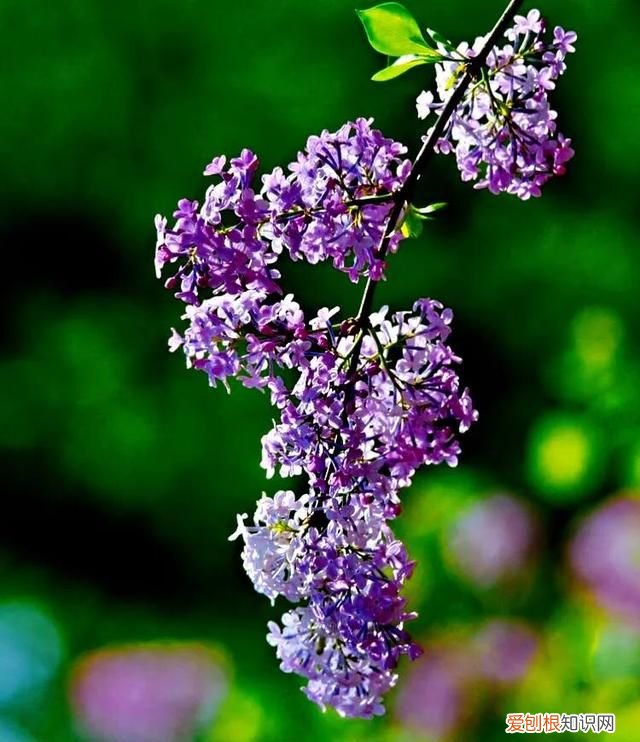 丁香有紫丁香和白丁香两种它的特点是什么