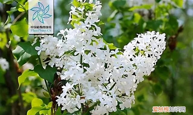 丁香有紫丁香和白丁香两种它的特点是什么