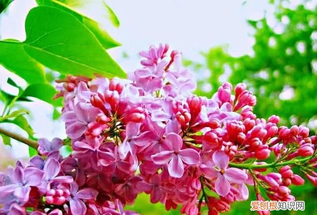 丁香有紫丁香和白丁香两种它的特点是什么