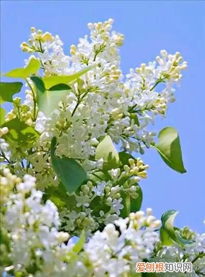 丁香有紫丁香和白丁香两种它的特点是什么
