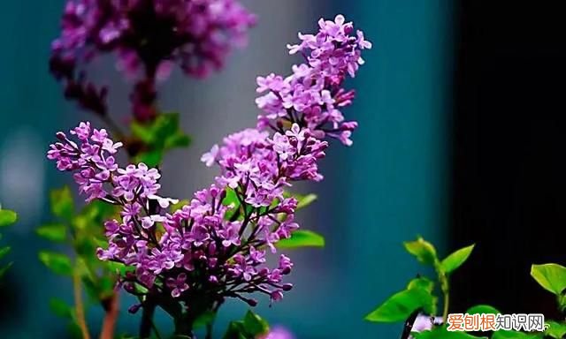 丁香有紫丁香和白丁香两种它的特点是什么