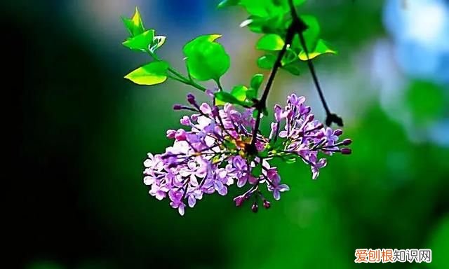 丁香有紫丁香和白丁香两种它的特点是什么