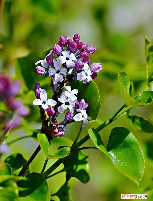 丁香有紫丁香和白丁香两种它的特点是什么