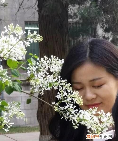 丁香有紫丁香和白丁香两种它的特点是什么