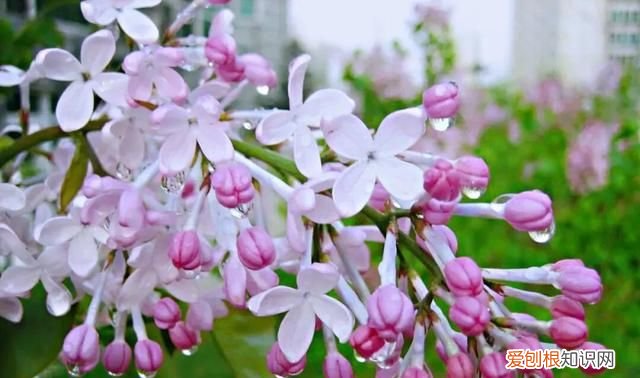 丁香有紫丁香和白丁香两种它的特点是什么
