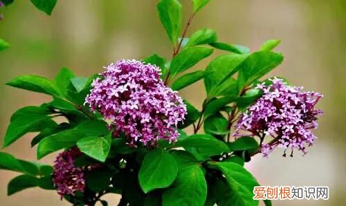 丁香有紫丁香和白丁香两种它的特点是什么