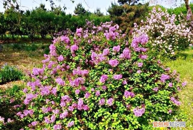 丁香有紫丁香和白丁香两种它的特点是什么