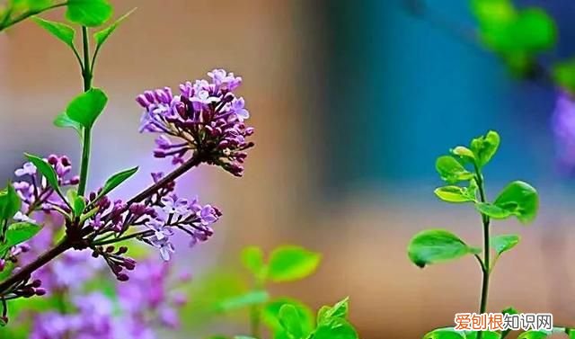 丁香有紫丁香和白丁香两种它的特点是什么
