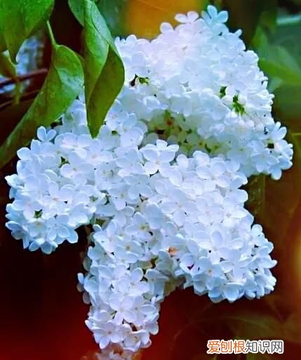 丁香有紫丁香和白丁香两种它的特点是什么