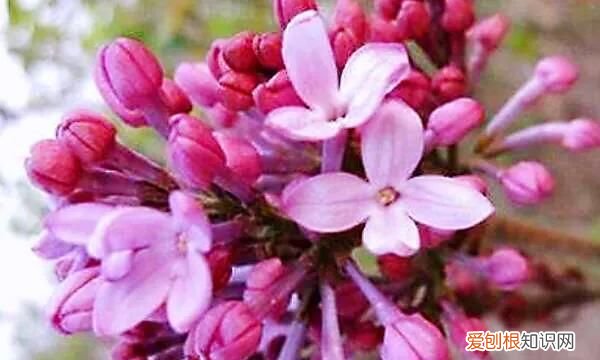 丁香有紫丁香和白丁香两种它的特点是什么