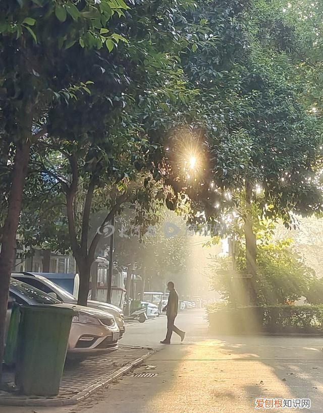 今天凌晨河南多地有雾 你偶遇“丁达尔”了吗