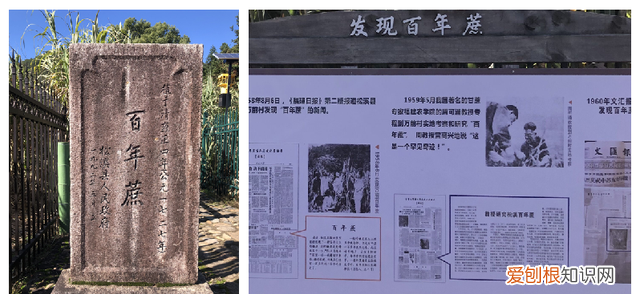 江西省种甘蔗大户介绍