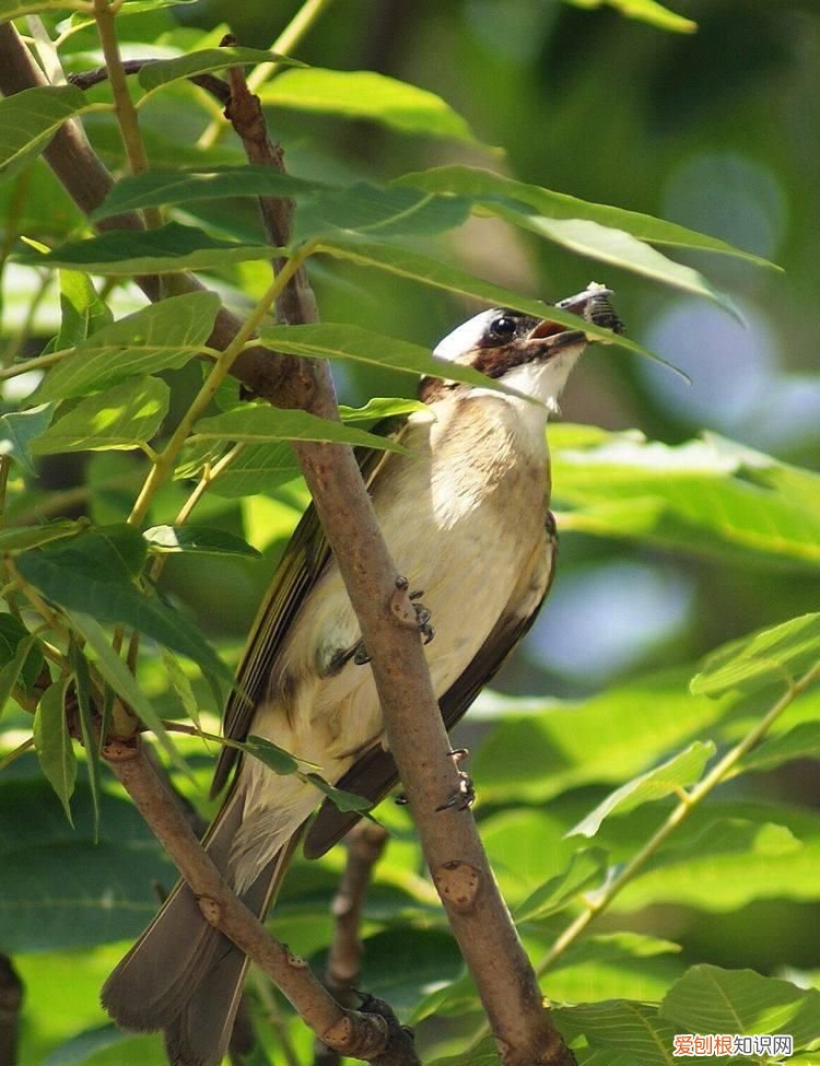 林州白头翁鸟 林州白头翁图片