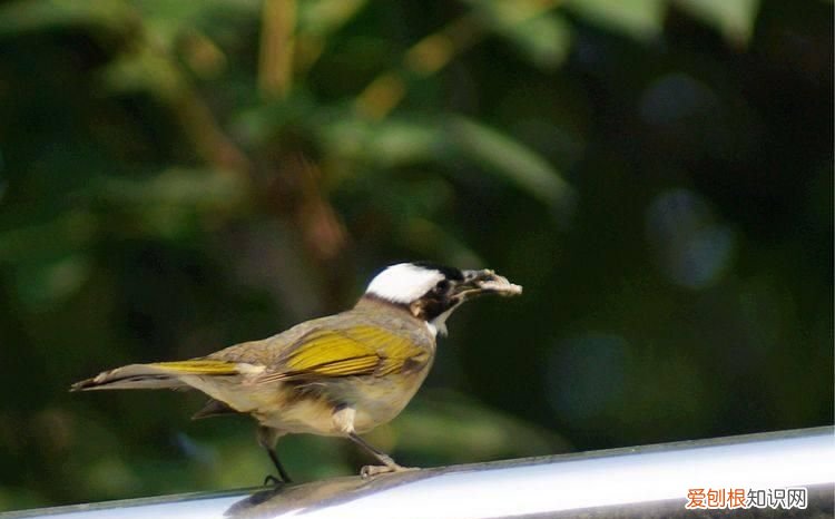 林州白头翁鸟 林州白头翁图片